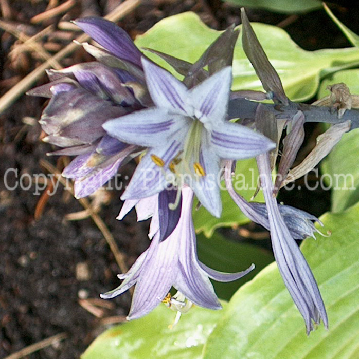 Hosta_Elvis_Lives_flower_200