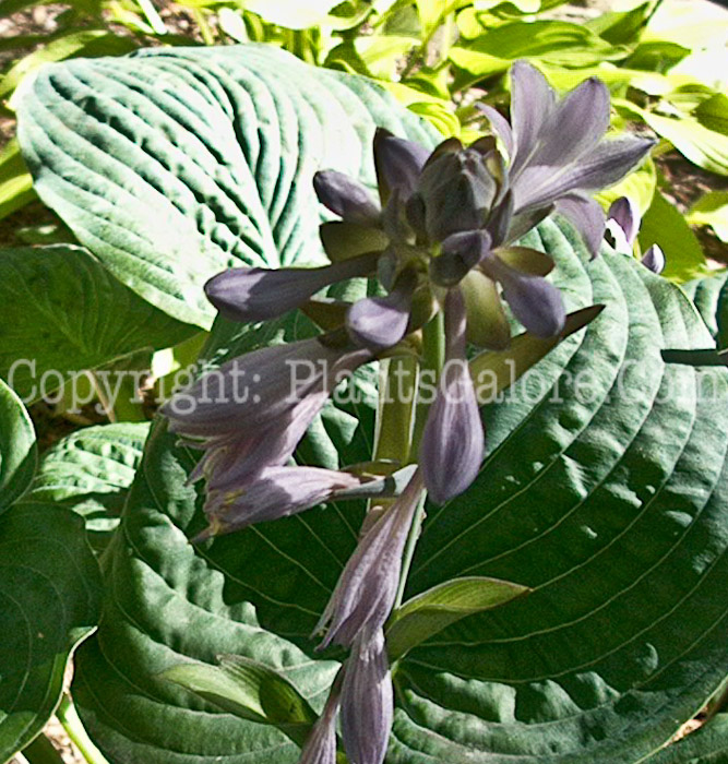 Hosta_Foxy-Doxy-flower-2009