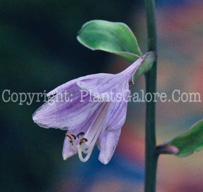 Hosta_Gemstone_0612-1