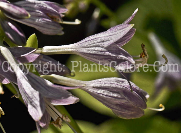 Hosta_Golden_Sceptor-07-2012-1