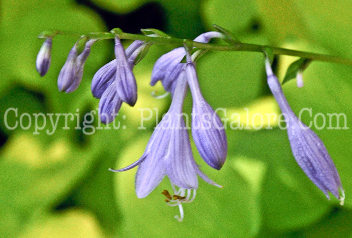 Hosta_Golden_Spades-HLG-2011-2-02