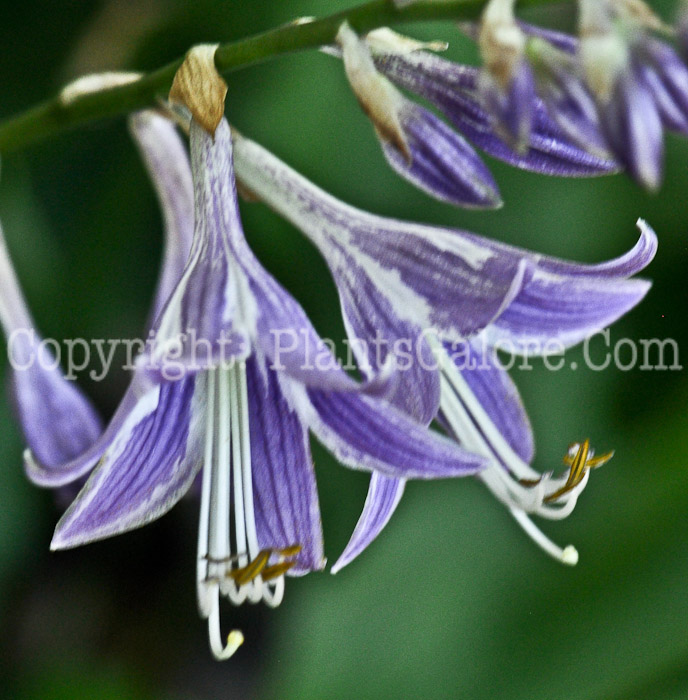 Hosta_Stirfry-07-2012-1