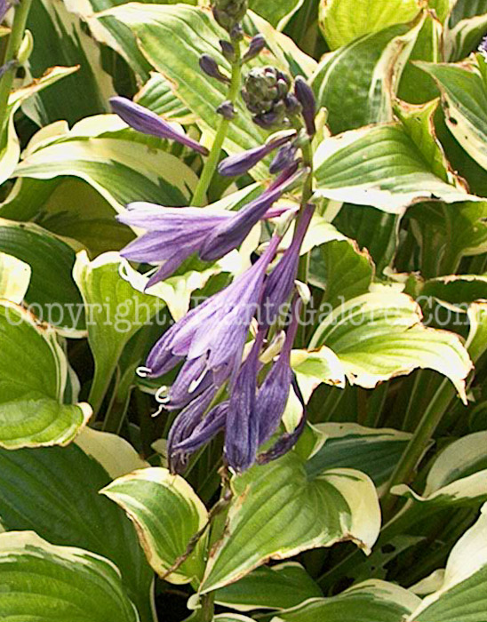 Hosta_Cordelia-Libbie-02