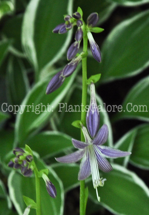 Hosta_Feather_Boa-HLG-2011-07