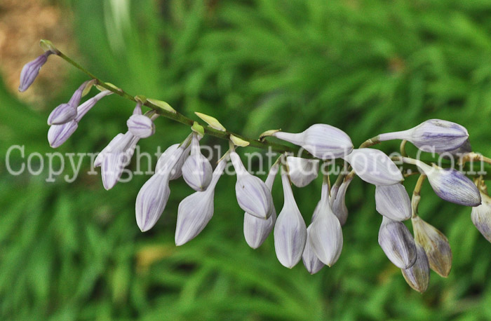 Hosta_Fujibotan-HLG-flowers-8-2011-001_3