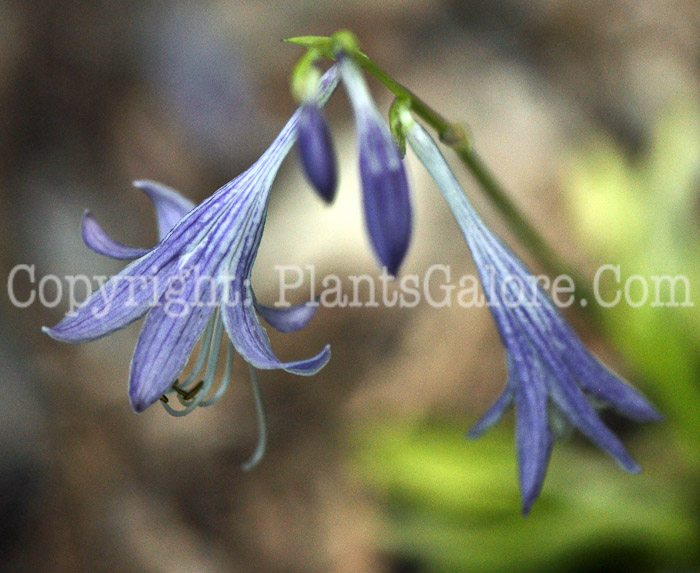 Hosta_Green_Eyes_00_2010_HLG