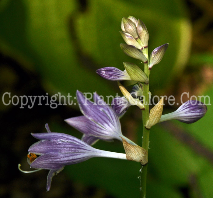 Hosta_Hazel-HLG-2011-07