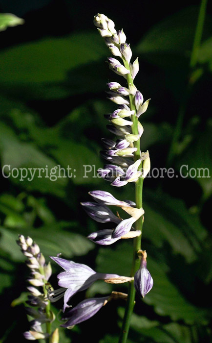 Hosta_Hollys_Dazzler-HLG-2011-07