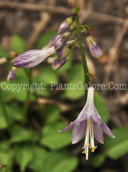 Hosta_Kii-Hime-6-2010-AHS