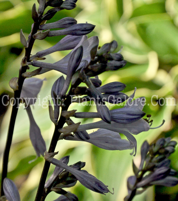 Hosta_Lakeside_Little_Gem-HLG-2011-07