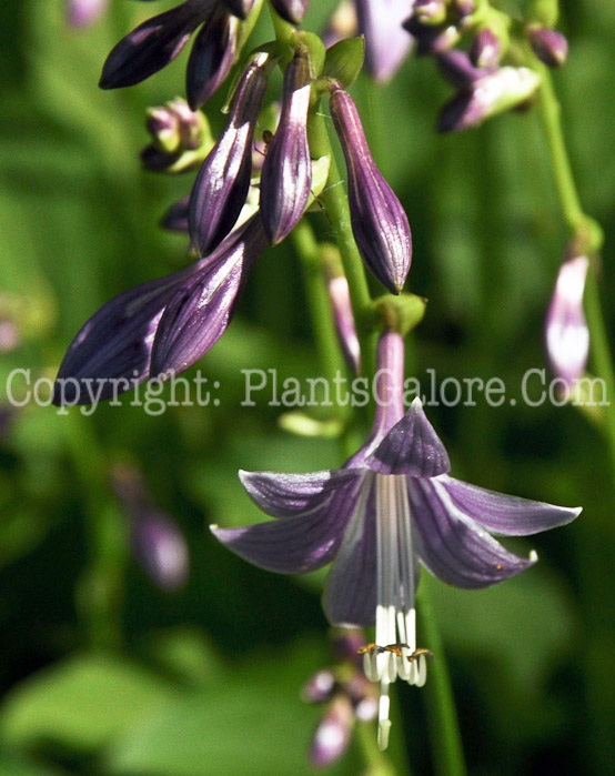 Hosta_Lemon_Lime-HLG-2011-07