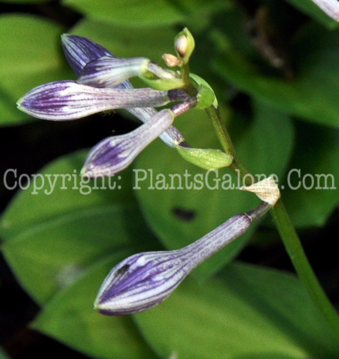 Hosta_Minnamona-HLG-2011-07