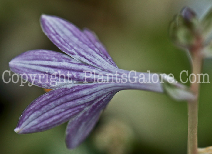 Hosta_Pandoras_Box-2012-1