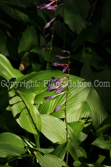 Hosta_clausa-HLG-flowers-8-2011-001_2