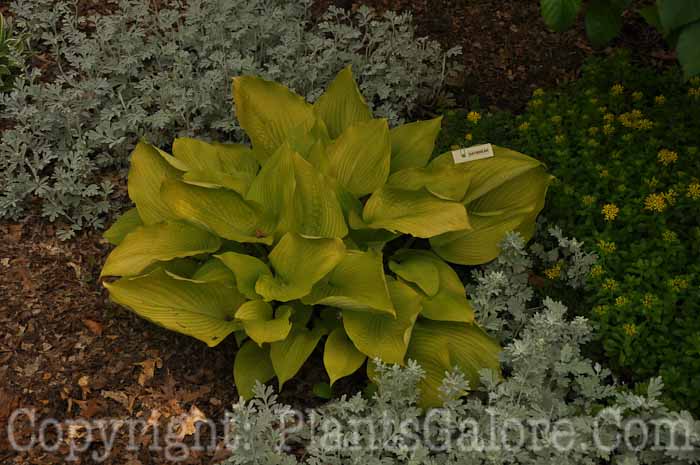 Hosta_Daybreak-2010-AHS