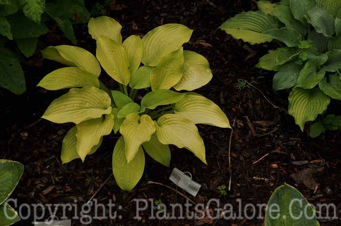 Hosta_Golden_Guernsey_AHS-6-24-2011-001