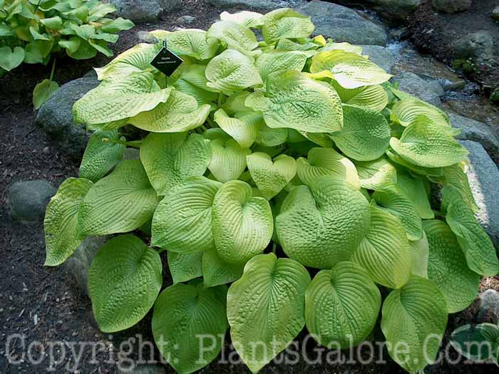 Hosta_Golden_Sunburst_k00