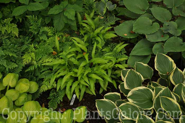 Hosta_Chartreuse_Wiggles_2010_AHS