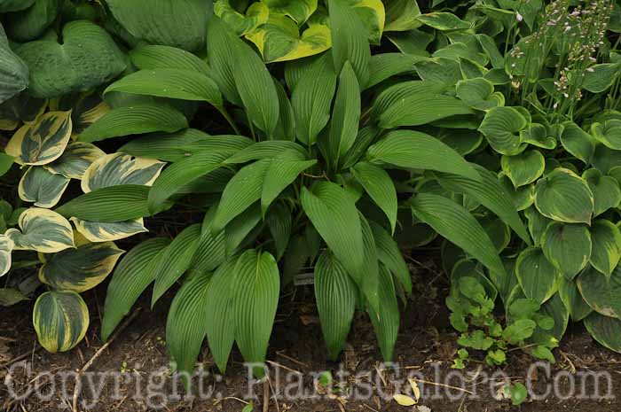 Hosta_Davidson_2010_AHS