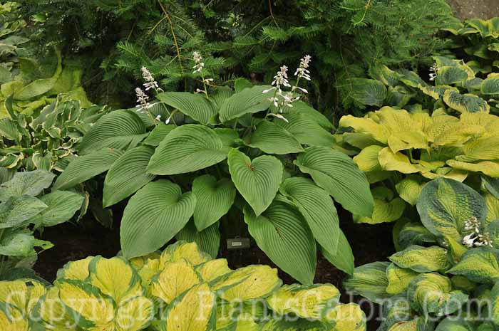 Hosta_Mikado_AHS-6-24-2011-001