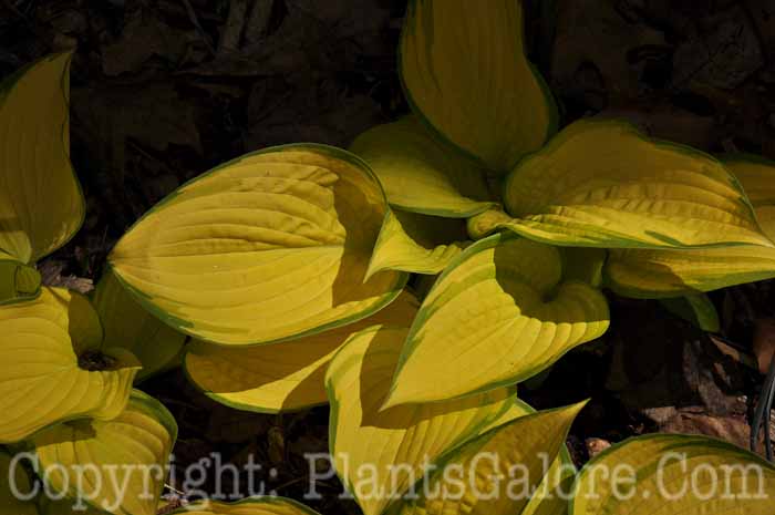 Hosta_Eye-Declare-2010-5-14-002