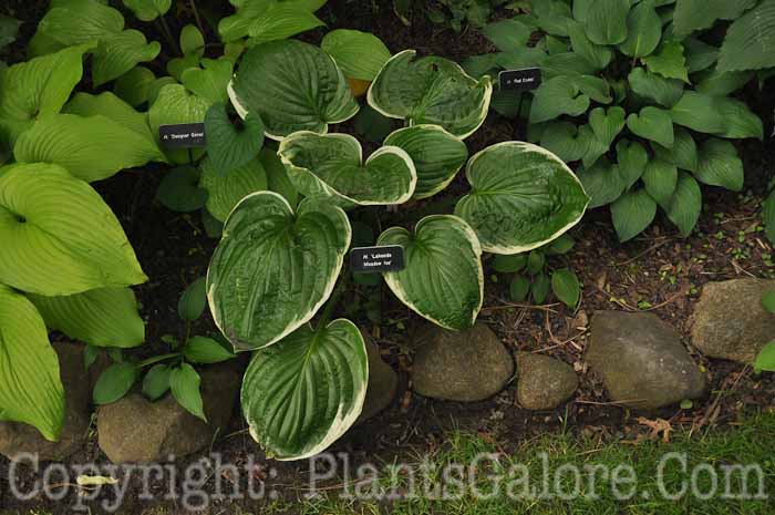 Hosta_Lakeside_Meadow_Ice_2010_AHS