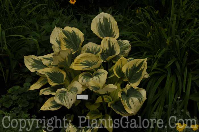 Hosta_Majesty-55-2010-AHS