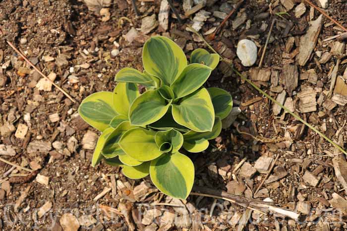 Hosta_Mighty_Mouse_2011-HLG-001