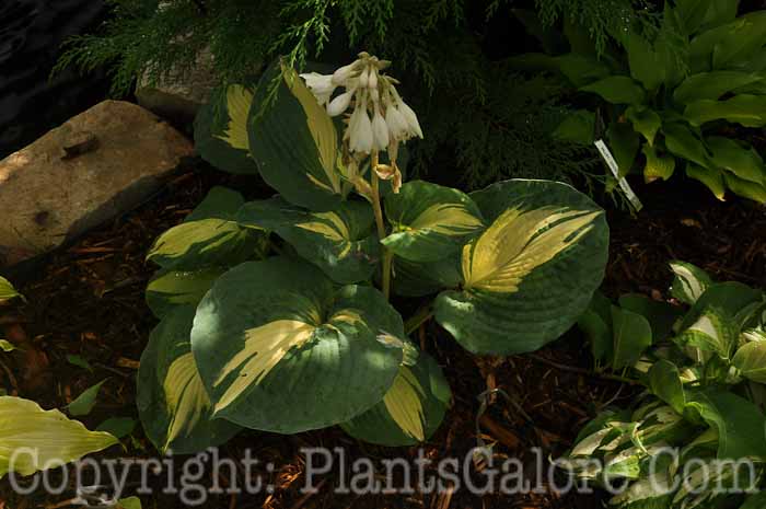 Hosta_Dream-Weaver-009-2010-AHS