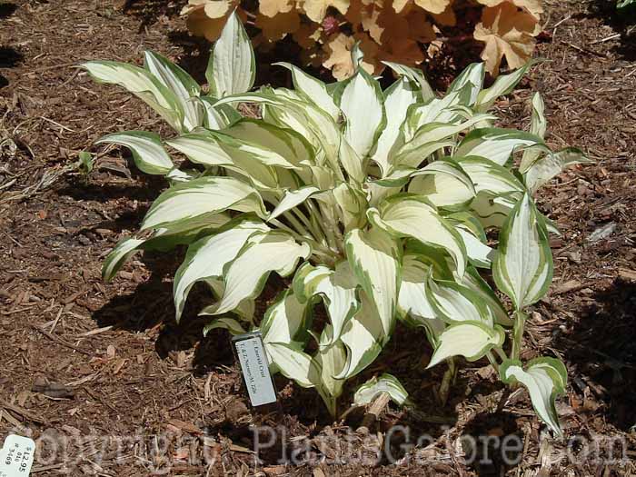 Hosta_Emerald_Crust_k2