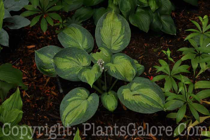 Hosta_Jim_Wilkins_49_2010_AHS