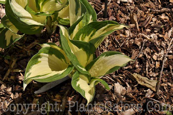 Hosta_Loyalist_2010_5_14_001