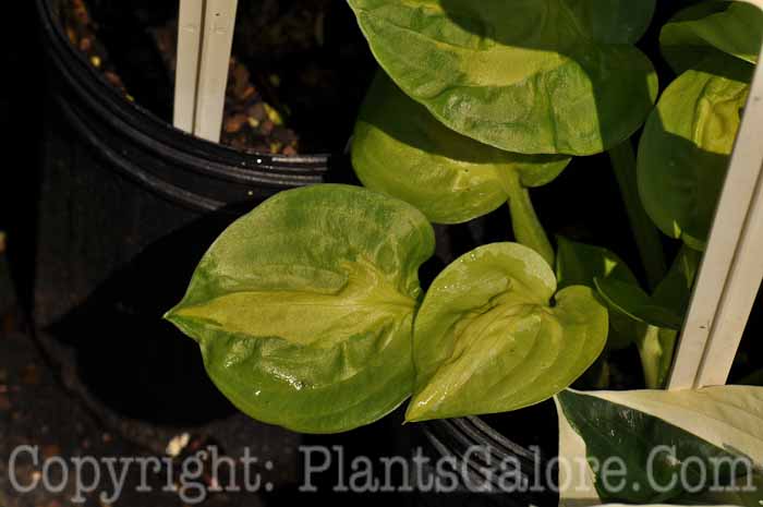 Hosta_Mango-Tango-2010-Wades