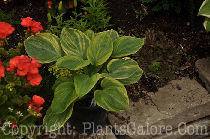 Hosta_Dorothy_Benedict_ss_2010_AHS