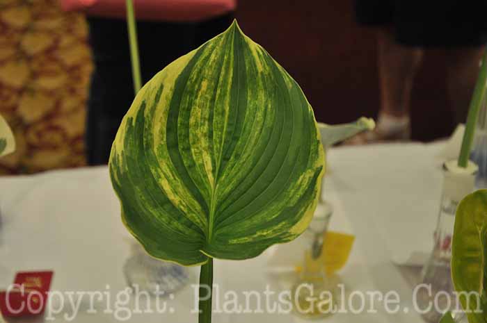 Hosta_Foxy_Doxy_AHS-Lf-Show-2011-001