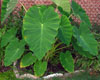 Hosta 'Abiqua Elephant Ears' from The Hosta Helper ...