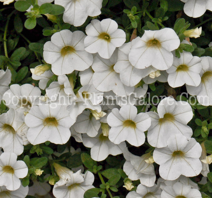 PGC-A-Calibrachoa-Celebration-Capri-White-1