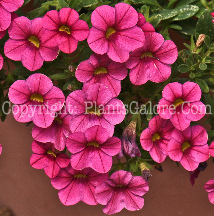 PGC-A-Calibrachoa-Million-Brilliant-Pink-1