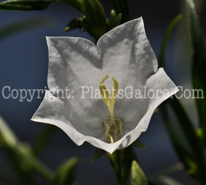 PGC-P-Campanula-Alba-2010-01