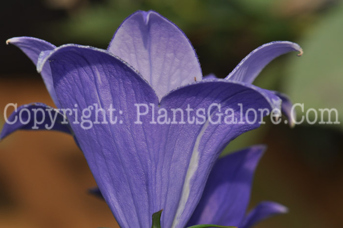 PGC-P-Campanula-Astra-Double-Blue-01