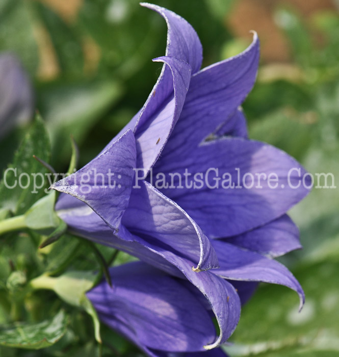 PGC-P-Campanula-Astra-Double-Blue-03