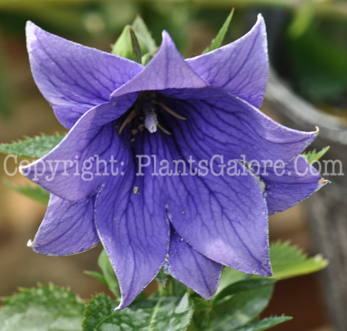 PGC-P-Campanula-Astra-Double-Blue-04