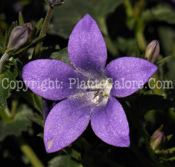 PGC-P-Campanula-Birch-Hybrid-02