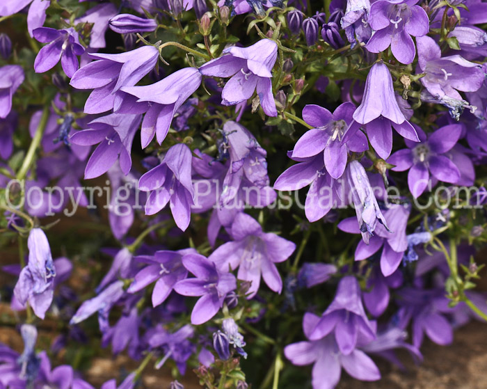 PGC-P-Campanula-Birch-Hybrid-2010-04