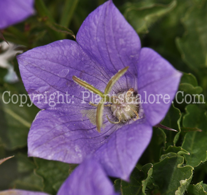 PGC-P-Campanula-Blue-Clips-2010-01