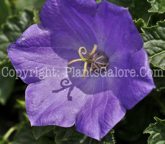 PGC-P-Campanula-Blue-Clips-2010-09