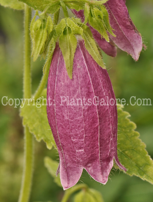 PGC-P-Campanula-Cherry-Bells-01