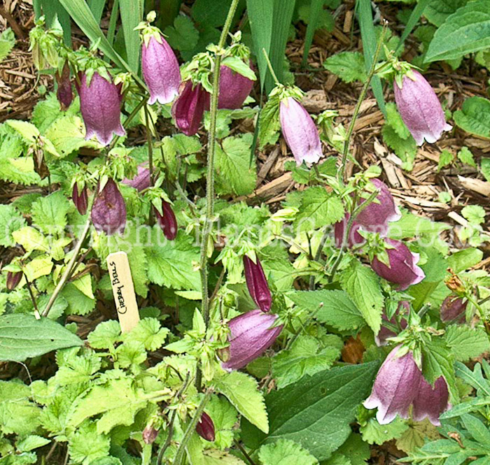 PGC-P-Campanula-Cherry-Bells-ff-0001