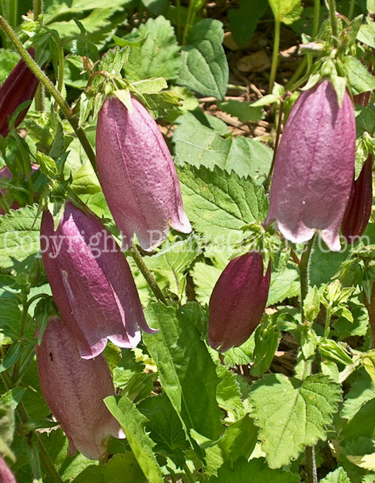 PGC-P-Campanula-Cherry-Bells-ff-0002