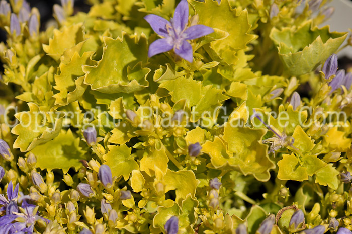 PGC-P-Campanula-Dicksons-Gold-04